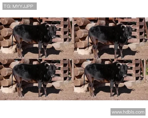 公牛精神与力量象征：探索公牛在文化、体育和历史中的深远影响